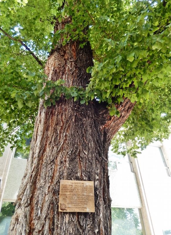Washington Elm Marker image. Click for full size.