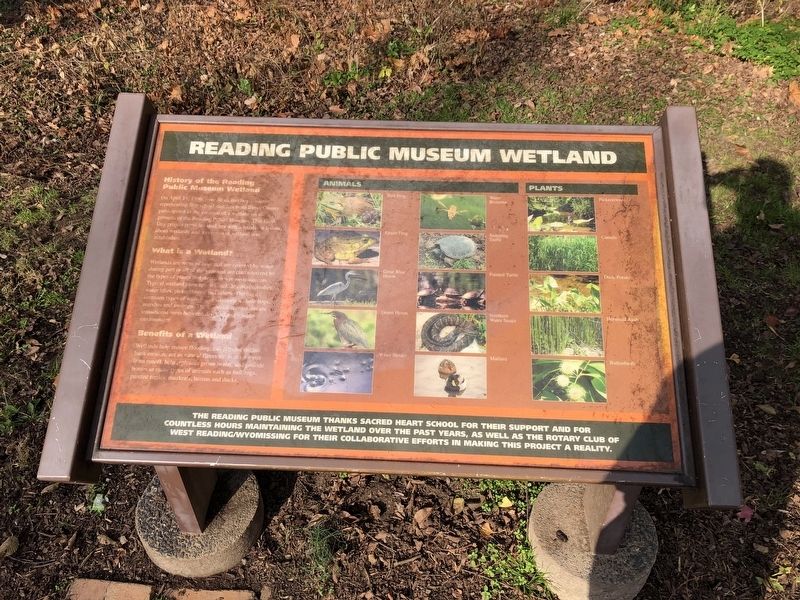 Reading Public Museum Wetland Marker. Click for full size. Reading Public Museum Wetland Marker image. Click for full size.