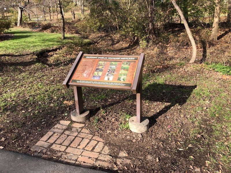 Reading Public Museum Wetland Marker. Click for full size. Reading Public Museum Wetland Marker image. Click for full size.