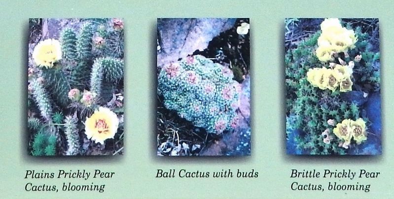 Marker detail: Cactus in Minnesota? image. Click for full size.