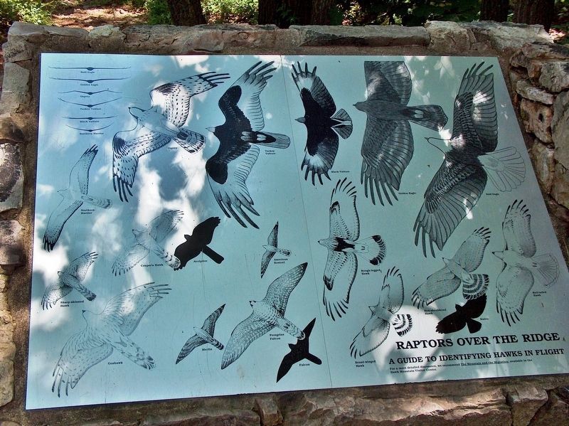 Raptors Over the Ridge<br>A guide to identifying hawks in flight image. Click for full size.
