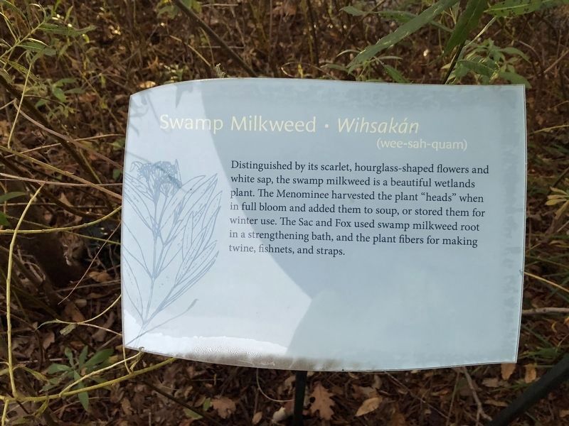 Swamp Milkweed • Wihsakán (wee-sah-quam) Marker. Click for full size. Swamp Milkweed • Wihsakán (wee-sah-quam) Marker image. Click for full size.