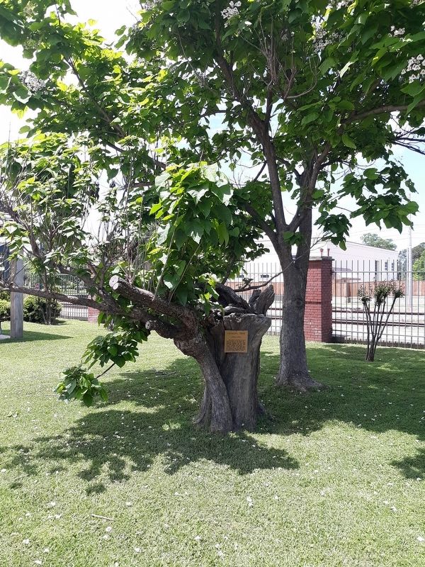 Catalpa Tree Marker. Click for full size. Catalpa Tree Marker image. Click for full size.