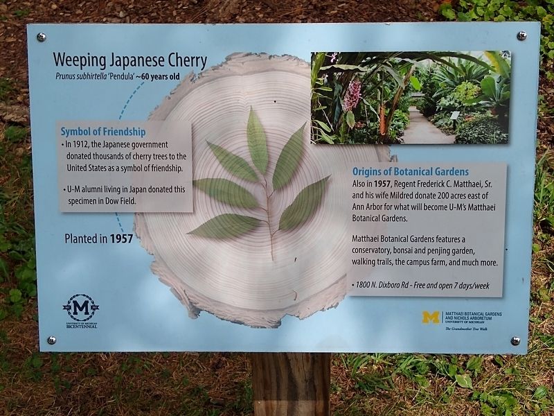 Weeping Japanese Cherry Marker. Click for full size. Weeping Japanese Cherry Marker image. Click for full size.