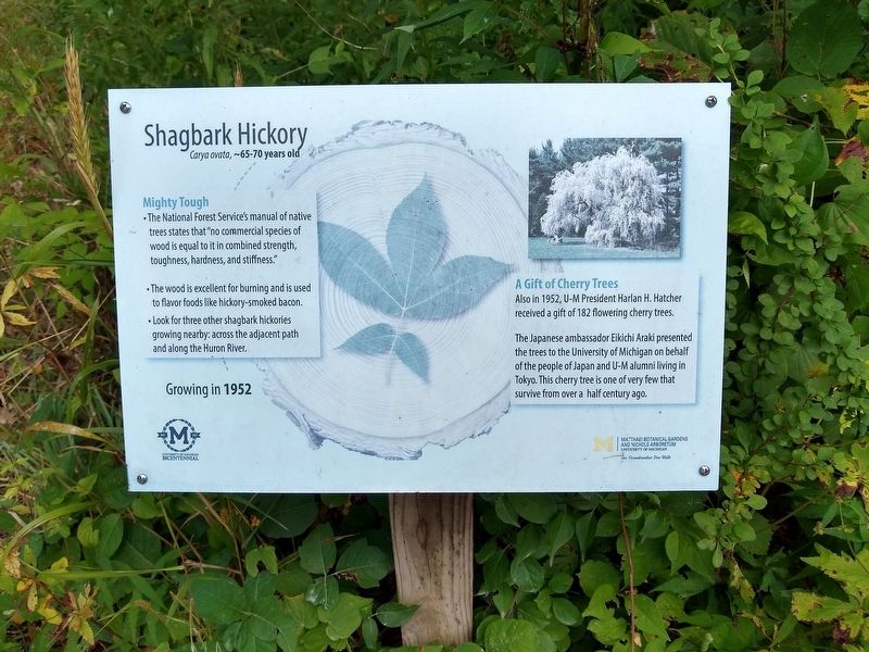 Shagbark Hickory Marker image. Click for full size.