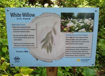 White Willow Marker image. Click for full size.
