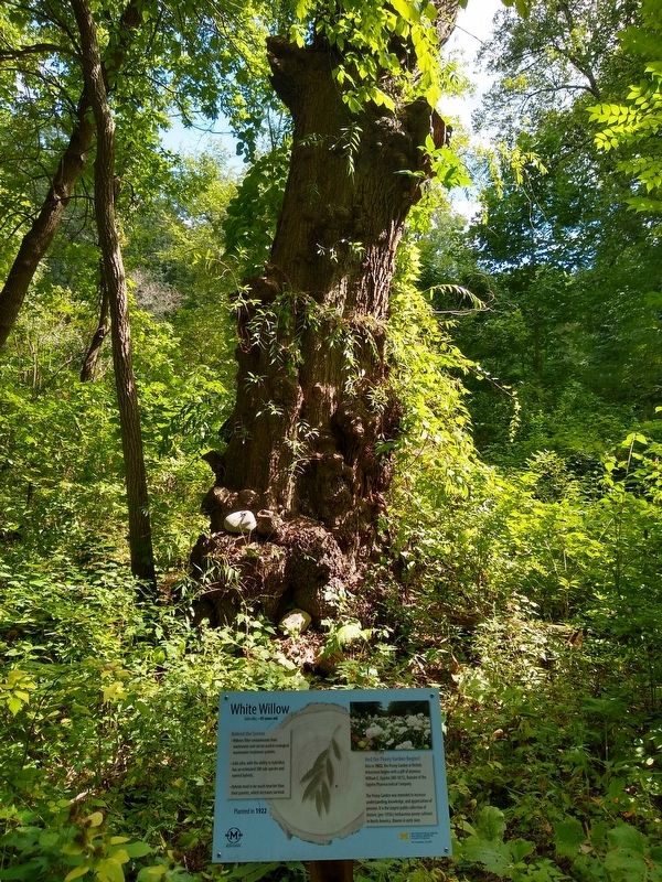 White Willow and Marker image. Click for full size.
