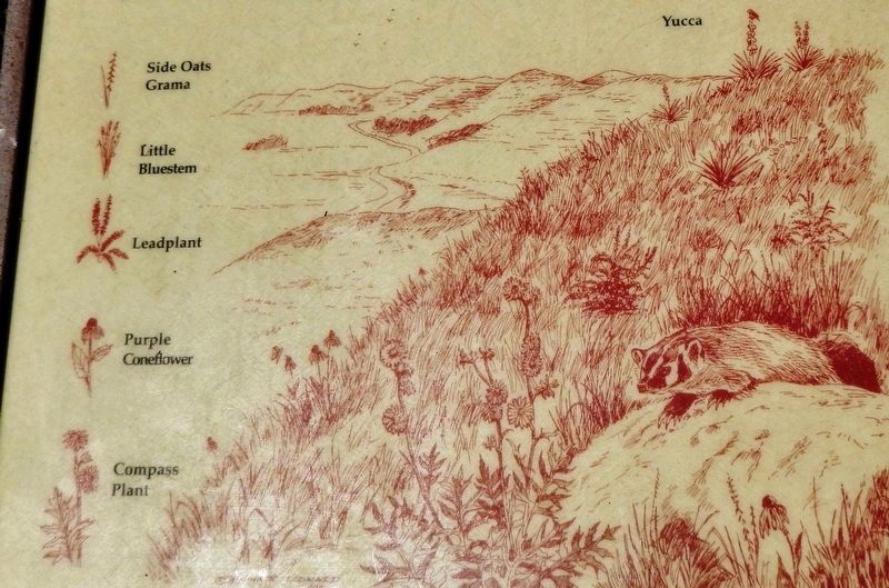 Marker detail: Grasses and Forbs image. Click for full size.
