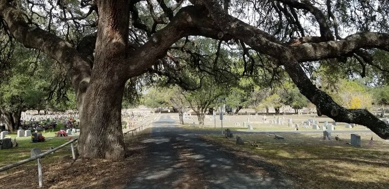 A view of the Devine Evergreen Cemetery with an old tree. image. Click for full size.