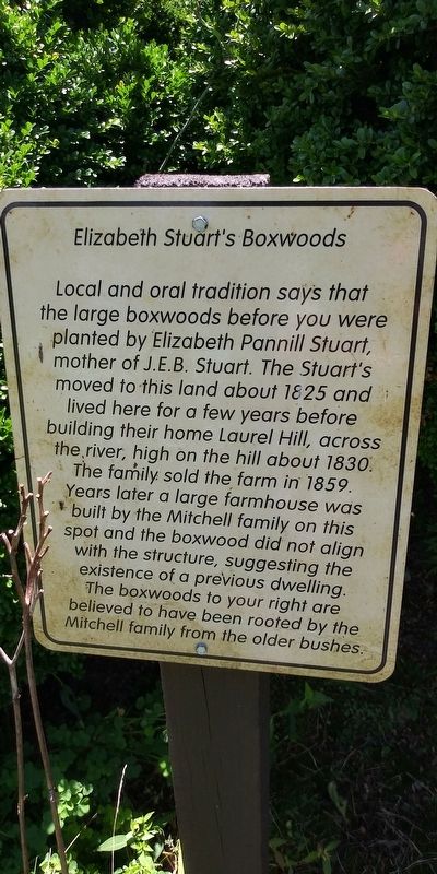 Elizabeth Stuart's Boxwoods Marker image. Click for full size.