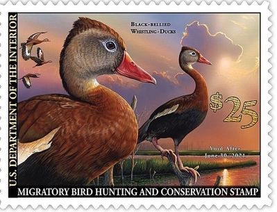 2020 Federal Duck Stamp image. Click for full size.
