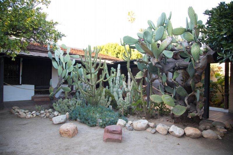 Avila Adobe Courtyard Cactus image. Click for full size.