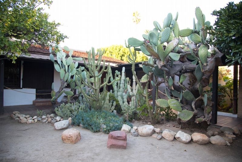Avila Adobe Courtyard Cactus. Click for full size. Avila Adobe Courtyard Cactus image. Click for full size.