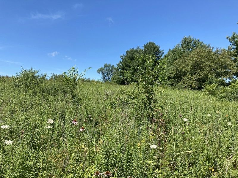 Restored prairie. Click for full size. Restored prairie image. Click for full size.