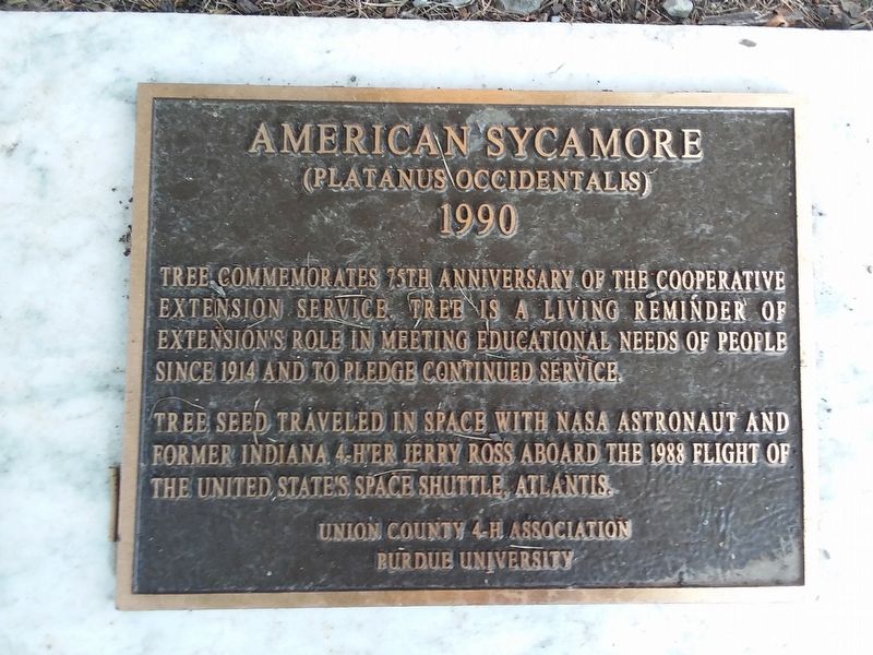 American Sycamore Marker image. Click for full size.