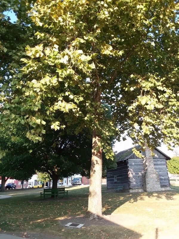 American Sycamore Marker image. Click for full size.