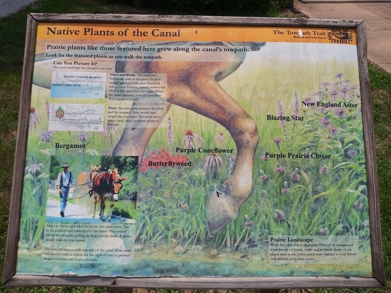 Native Plants of the Canal Marker. Click for full size. Native Plants of the Canal Marker image. Click for full size.