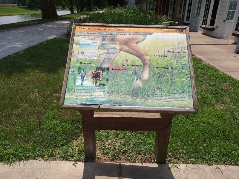 Native Plants of the Canal Marker. Click for full size. Native Plants of the Canal Marker image. Click for full size.