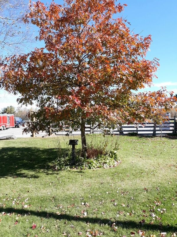 Veterans Memorial Tree Marker image. Click for full size.