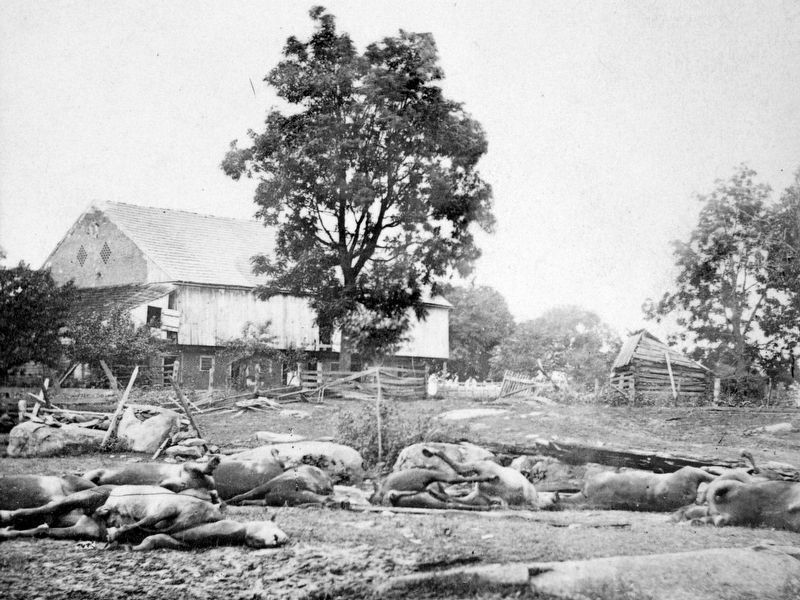 Dead Horses of Bigelow's Battery<br>Trostle Barn image. Click for full size.