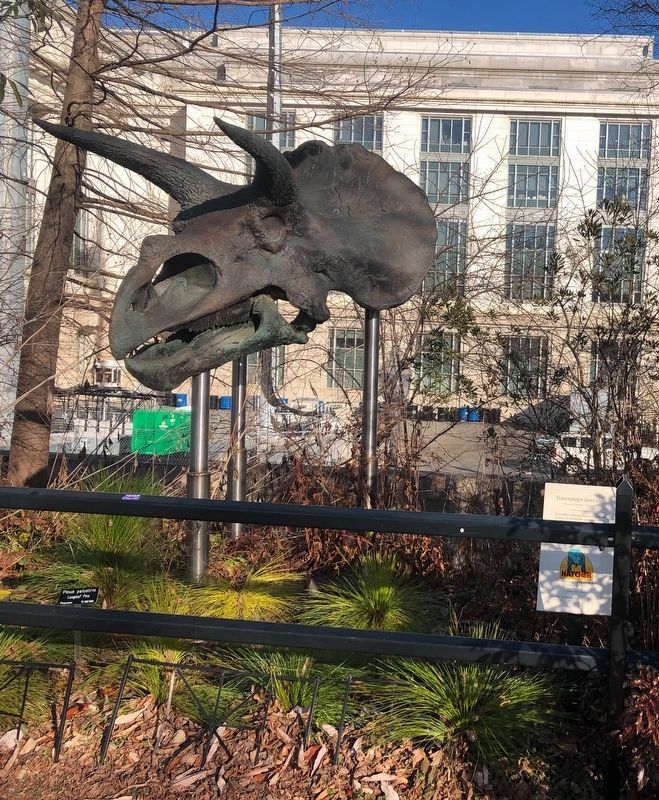 Triceratops horridus Marker. Click for full size. Triceratops horridus Marker image. Click for full size.