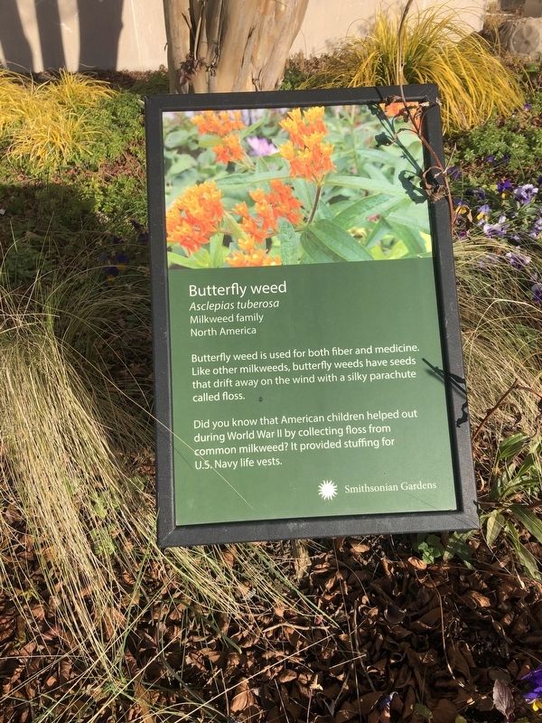 Butterfly weed Marker image. Click for full size.