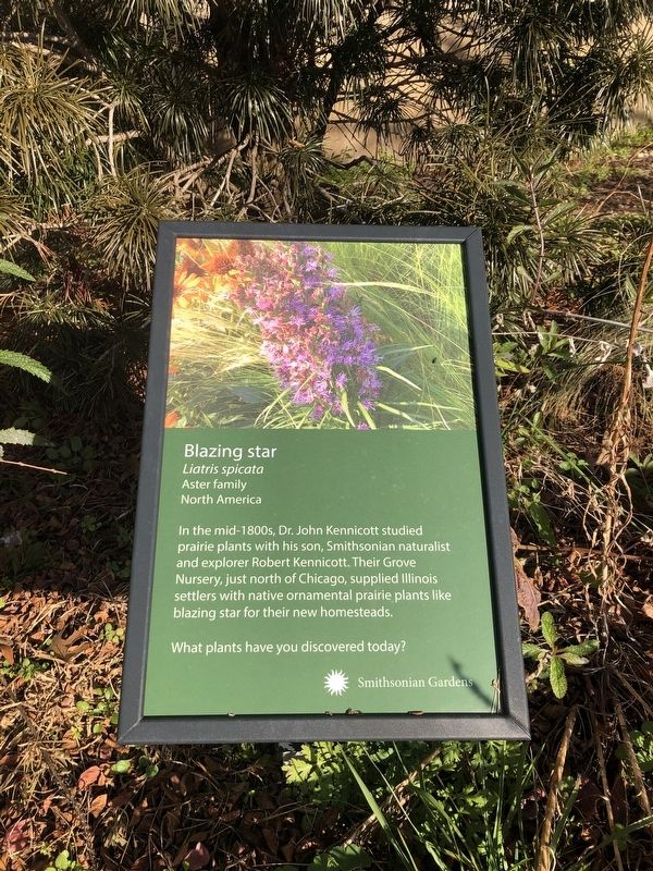 Blazing star Marker image. Click for full size.