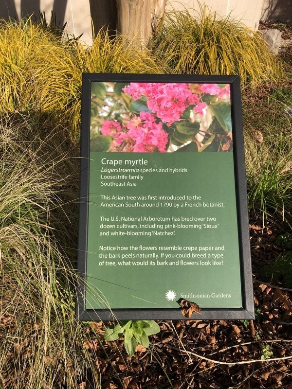 Crape myrtle Marker. Click for full size. Crape myrtle Marker image. Click for full size.