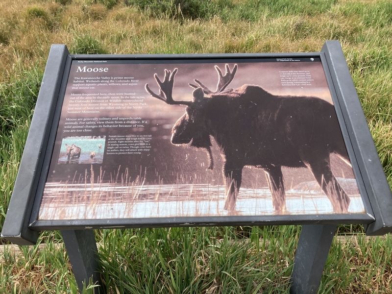 Moose Marker image. Click for full size.