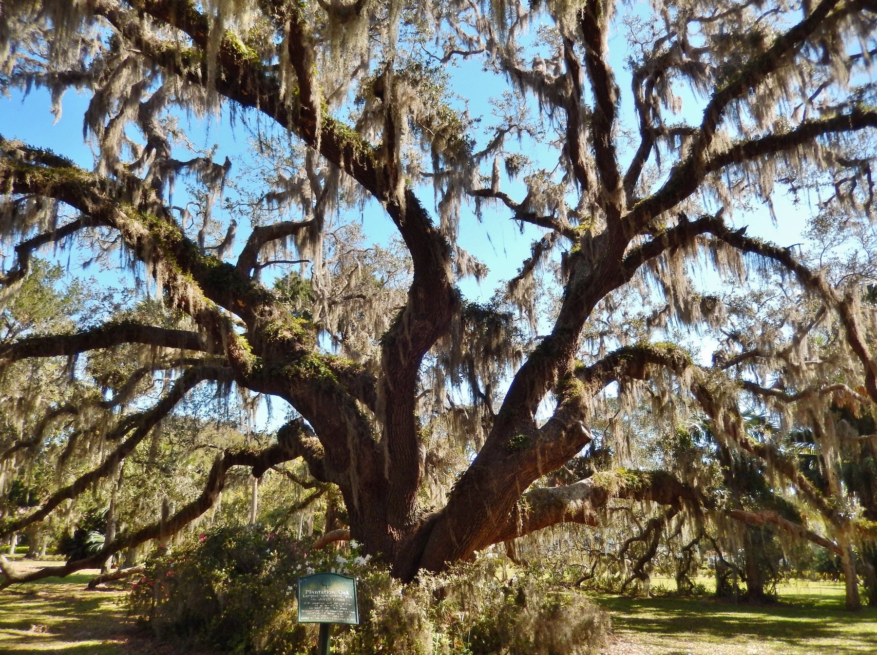 Plantation Oak. Click for full size. Plantation Oak image. Click for full size.