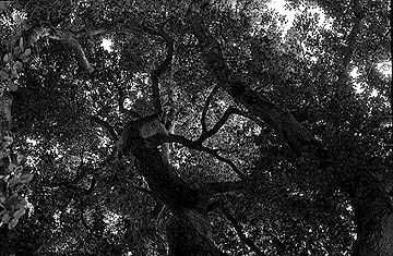 Encino Oak Tree image. Click for full size.