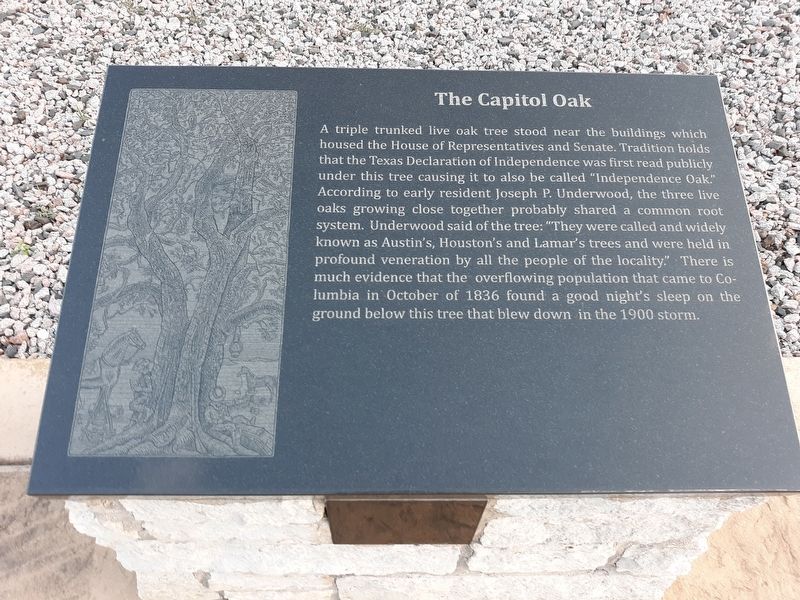 The Capitol Oak Marker image. Click for full size.