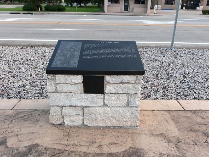 The Capitol Oak Marker image. Click for full size.