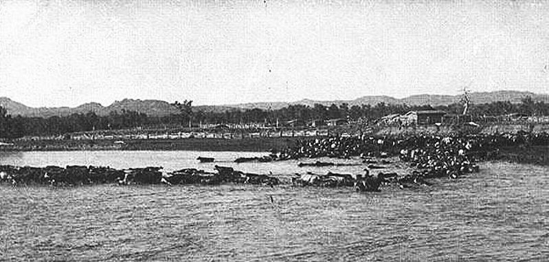 An N Bar herd crosses Powder River, 1886. L.A. Huffman photo.. Click for full size. An N Bar herd crosses Powder River, 1886. L.A. Huffman photo. image. Click for full size.