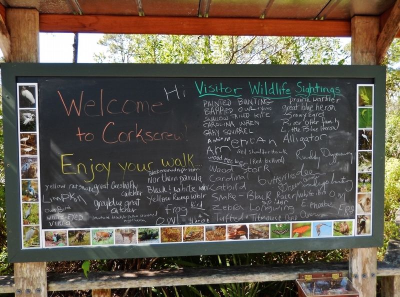 Visitor Wildlife Sightings Board image. Click for full size.