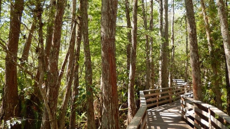 Corkscrew Swamp Boardwalk image. Click for full size.