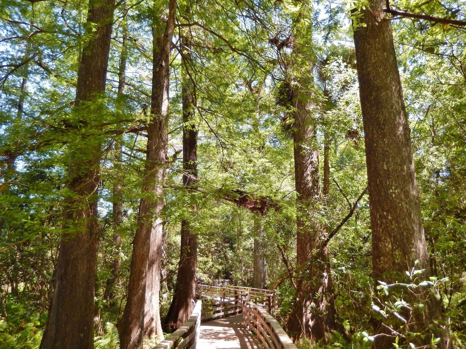 Corkscrew Boardwalk through Old-Growth Cypress Swamp image. Click for full size.