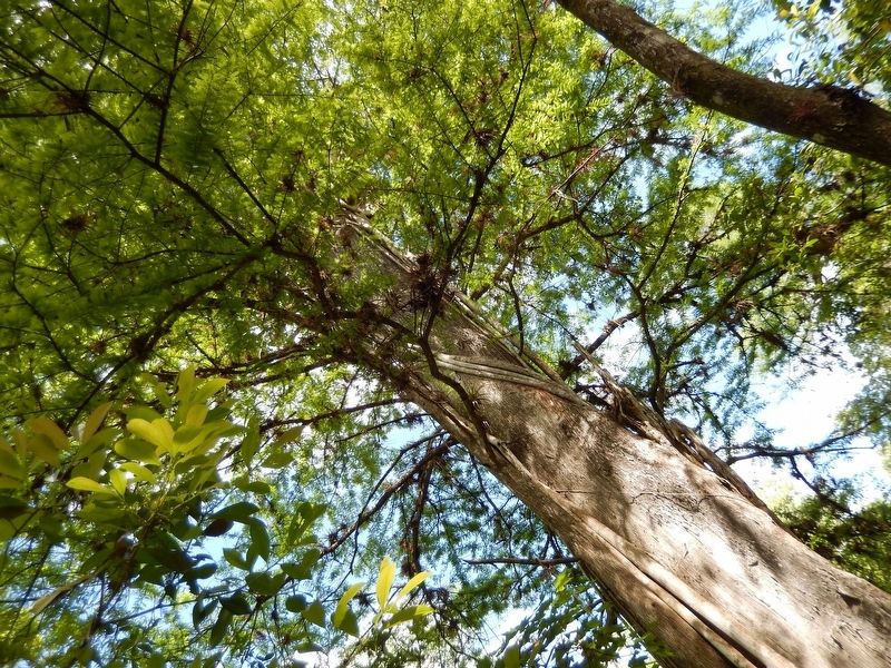 Landmark Cypress № 3 — "Leopold" (<i>canopy</i>) image. Click for full size.