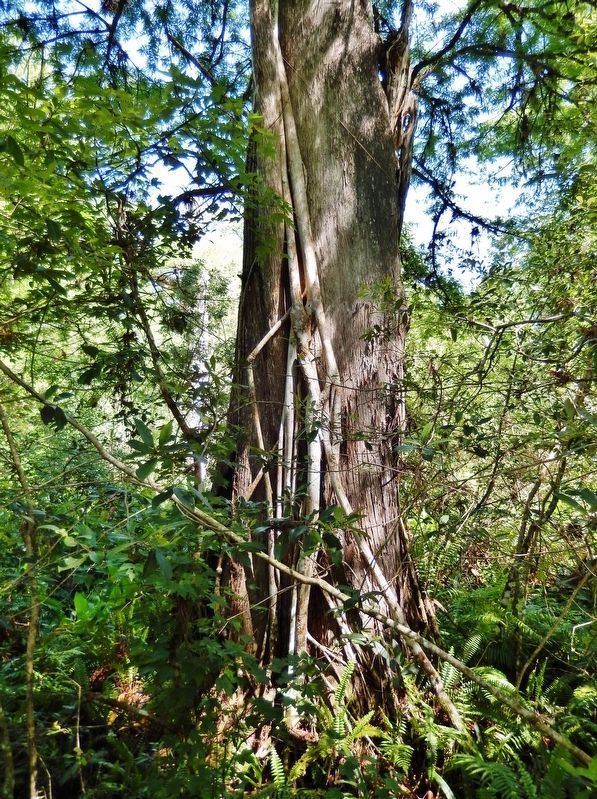 Landmark Cypress № 3 — "Leopold" (<i>trunk</i>) image. Click for full size.
