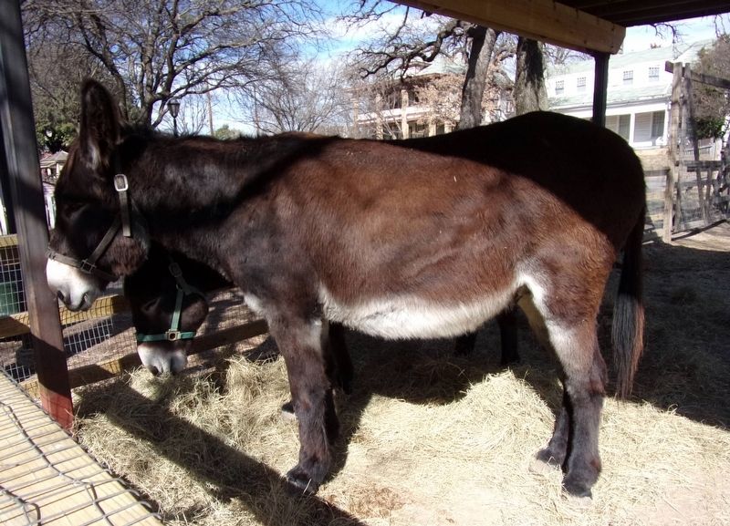 Donkeys in the park image. Click for full size.