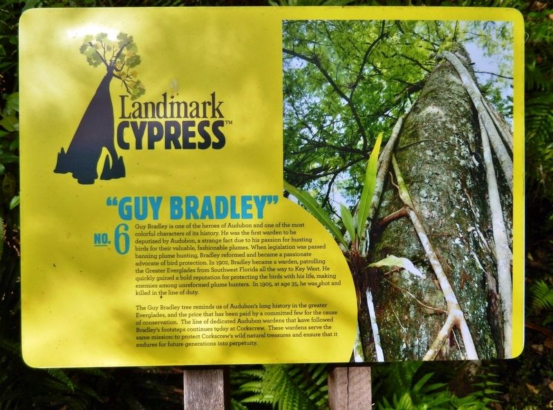Landmark Cypress № 6 — "Guy Bradley" Marker. Click for full size. Landmark Cypress № 6 — "Guy Bradley" Marker image. Click for full size.