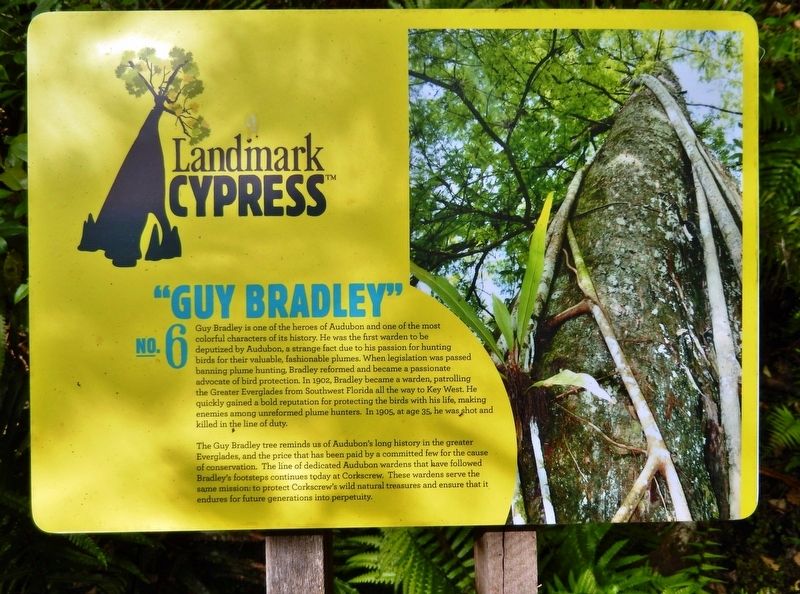 Landmark Cypress № 6 — "Guy Bradley" Marker image. Click for full size.