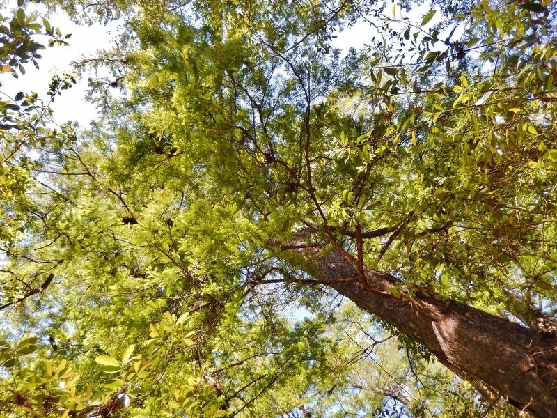 Landmark Cypress № 6 — "Guy Bradley" (<i>canopy</i>). Click for full size. Landmark Cypress № 6 — "Guy Bradley" (<i>canopy</i>) image. Click for full size.