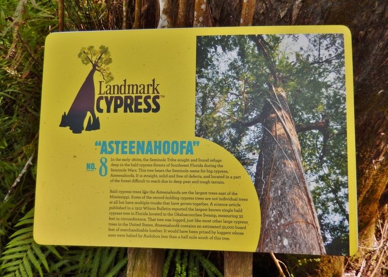 Landmark Cypress № 8 — "Asteenahoofa" Marker. Click for full size. Landmark Cypress № 8 — "Asteenahoofa" Marker image. Click for full size.