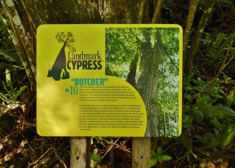 Landmark Cypress № 10 — "Dutcher" Marker image. Click for full size.