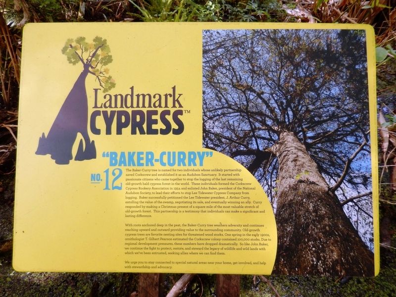 Landmark Cypress № 12 — "Baker-Curry" Marker image. Click for full size.