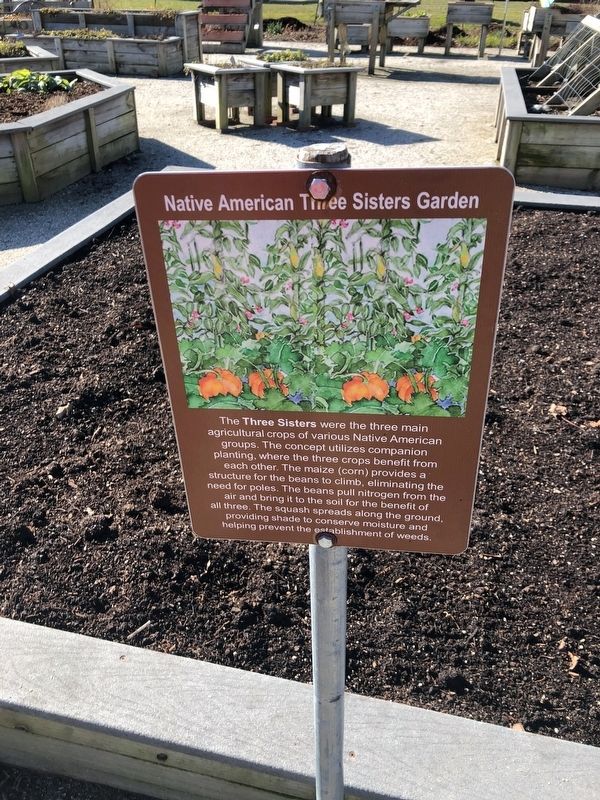 Native American Three Sisters Garden Marker image. Click for full size.