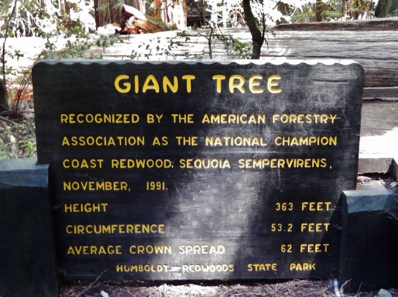 Giant Tree Marker image. Click for full size.