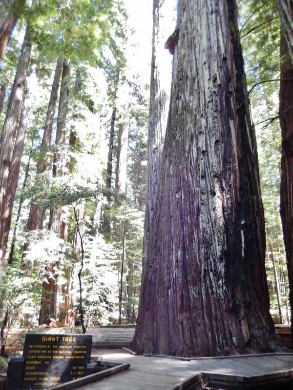 Giant Tree Marker image. Click for full size.