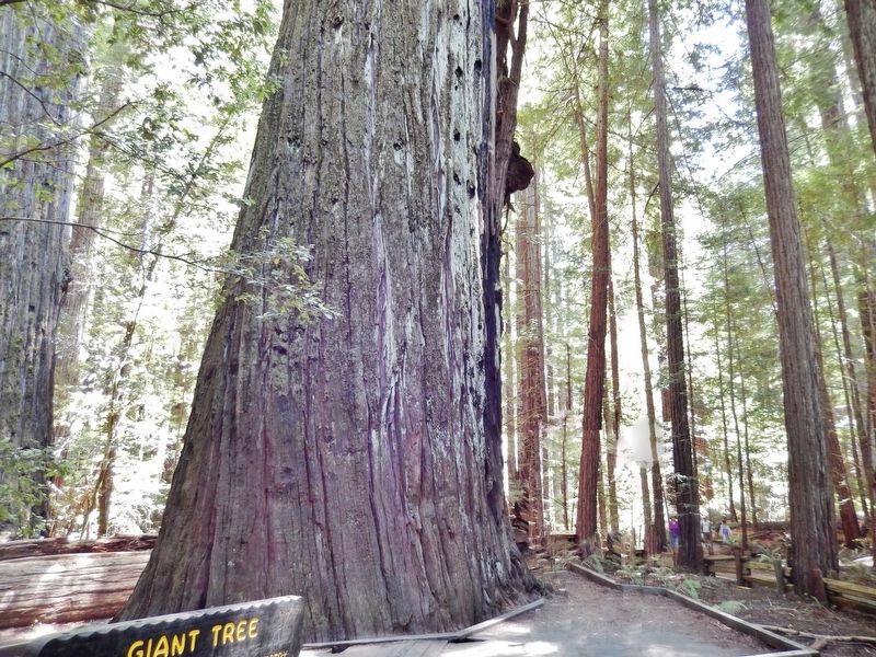 Giant Tree image. Click for full size.